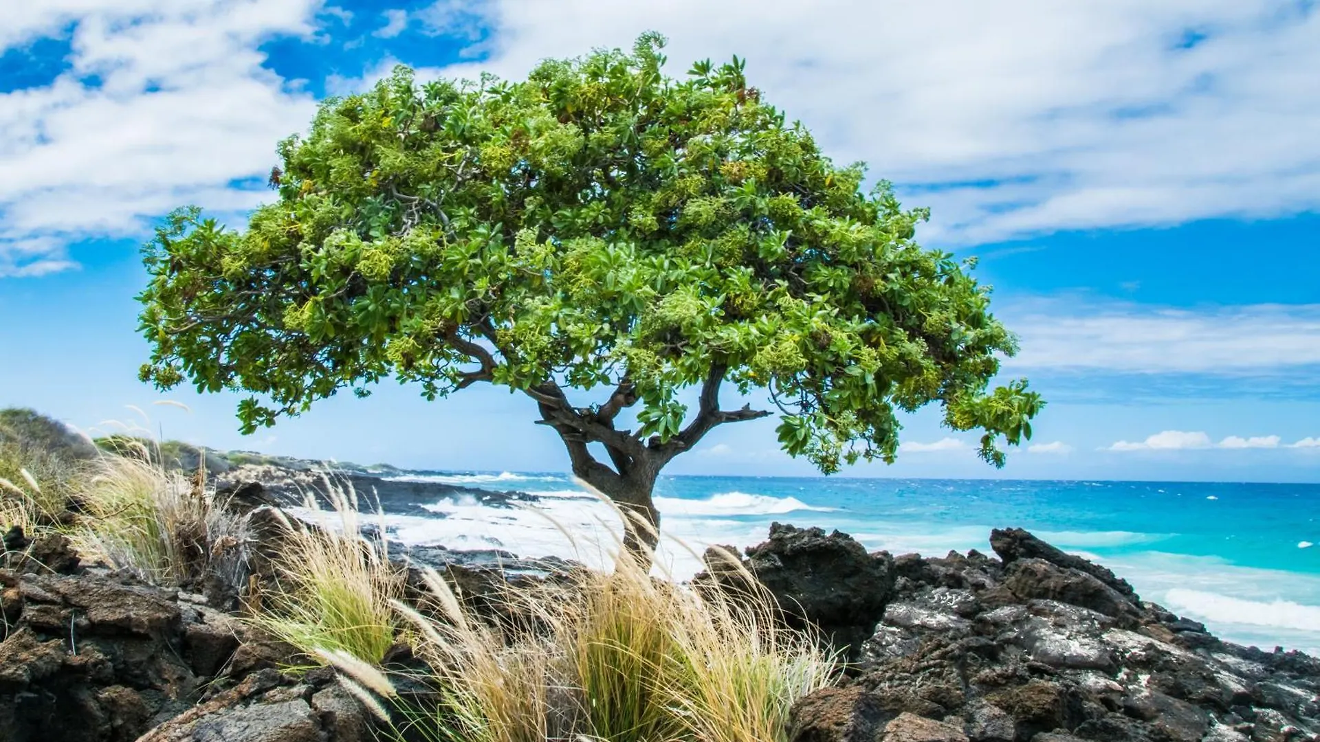 Apartament Beach Front Ocean View Top Floor Luxury Penthouse Kailua-Kona Stany Zjednoczone Ameryki